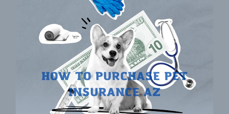 How to Purchase Pet Insurance AZ