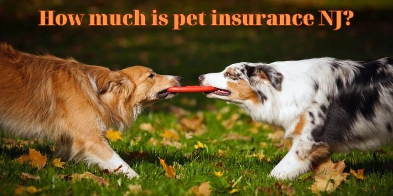 How much is pet insurance NJ?