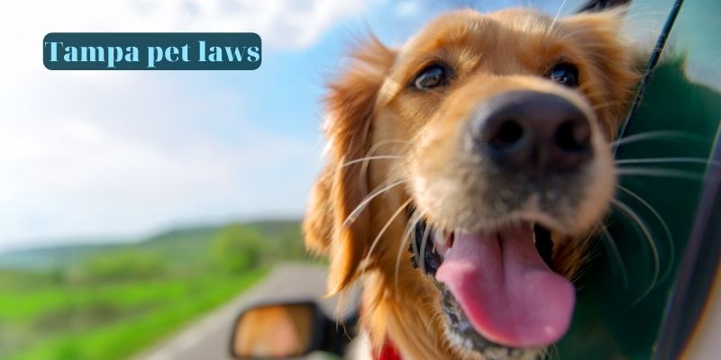 Tampa pet laws