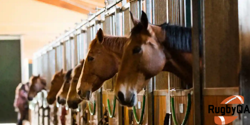 Understanding Horse Boarding Liability Insurance