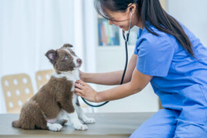 Cheap pet insurance for dogs