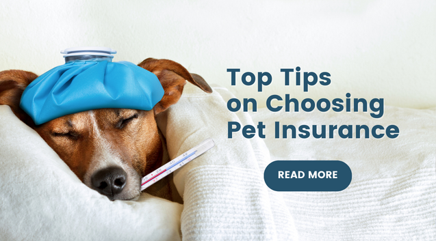 Tips for Finding Cheap Pet Insurance for Dogs
