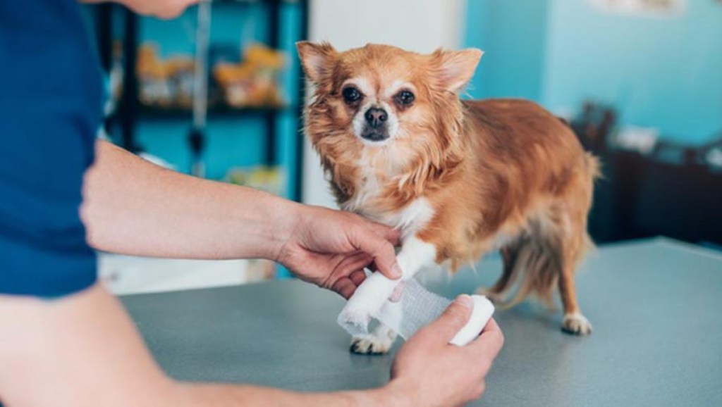 Why is Pet Insurance Important?