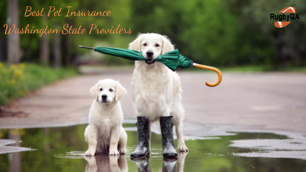 Best Pet Insurance Washington State Providers
