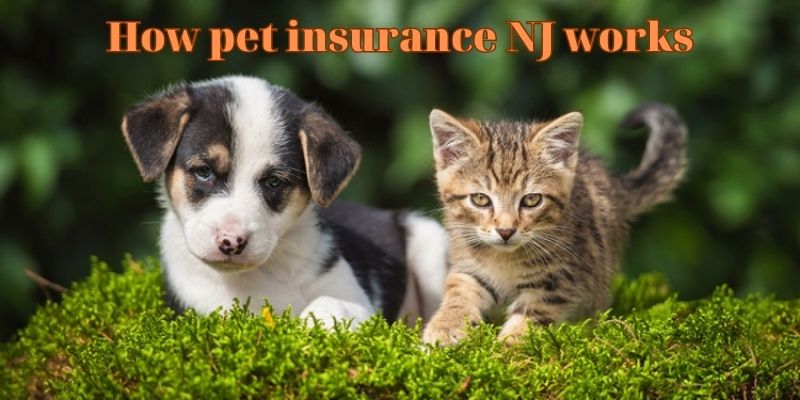 How pet insurance NJ works