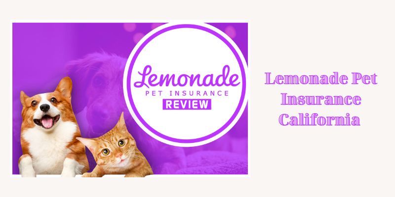 Lemonade Pet Insurance California 