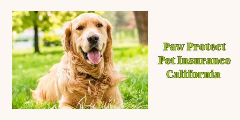 Paw Protect Pet Insurance California 
