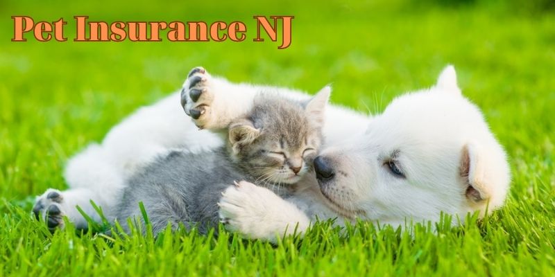 Pet Insurance NJ