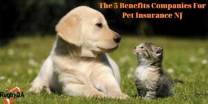 The 5 Benefits Companies For Pet Insurance NJ