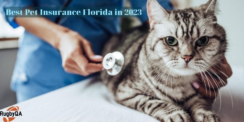 Best Pet Insurance Florida in 2023