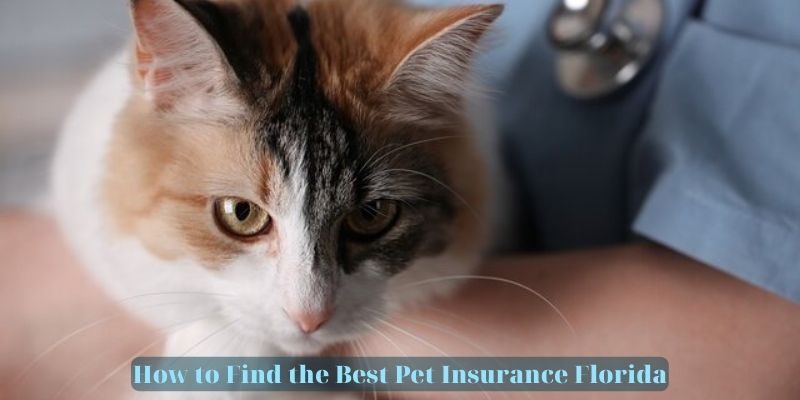 How to Find the Best Pet Insurance Florida